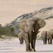 Die Wüstenelefanten von Namibia. Film auf EinsPlus.