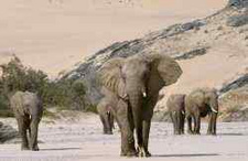 Die Wüstenelefanten von Namibia. Film auf EinsPlus.