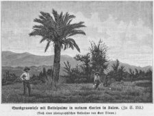 Kreuz- und Querzüge in Deutsch-Südwest-Afrika, von Kurt Dinter. Stich nach einer Fotografie: Von Dinter angelegter Garten bei Salem im Swakoprivier, 1898.