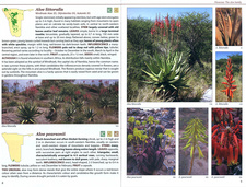 The descriptions of Aloe litteralis and Aloe pearsonii are chosen as examples of how plants are introduced in Le Roux and Müller's Field Guide to the Trees and Shrubs of Namibia.