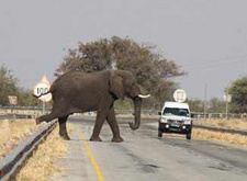 Autofahrer müssen im Nordosten von Namibia auf Elefanten achten. Hier überquert ein Elefantenbulle die B8. © Dirk Heinrich