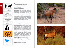 Handbuch der Säugetiere des Südlichen Afrika, von Burger Cillie. Beschreibung Kaphase.