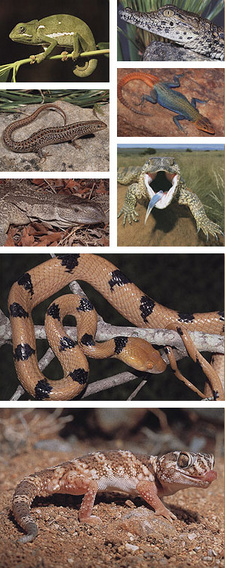 A Guide to the Reptiles of Southern Africa, by Graham Alexander and Johan Marais.