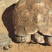 Schildkröten des südlichen Afrika: Filmvortrag Namibia Wissenschaftliche Gesellschaft.