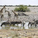 Abenteuer Namibia: Die Wüstenrallye (TV-Doku). Tiere am Wasserloch in Etoscha.