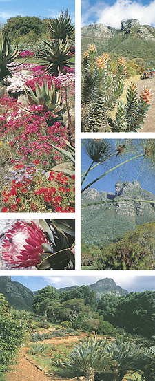 Kirstenbosch: A visitor's guide. ISBN 9781775840220 / ISBN 978-1-77584-022-0