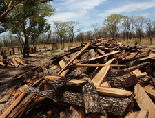 Namibias Umweltminister Pohamba Shifeta verurteilt den illegalen Holzeinschlag in den Forstgebieten der Kavango-Regionen und schließt eine Verfolgung eigenmächtig handelnder Beamter nicht aus.