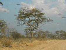Namibias Regensaison beginnt mit leichten Niederschläge. Foto: Stefan Fischer