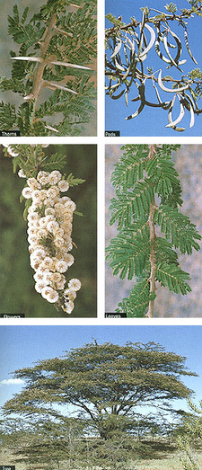 Photos from the Field Guide to Acacias of East Africa, by Najma Dharani.