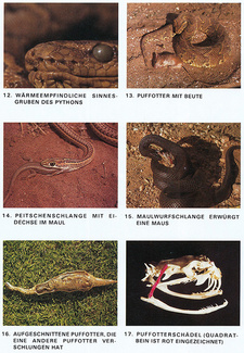 Schlangen in Namibia, von P. J. Buys und P. J. C. Buys: Python, Peitschenschlange, Maulwurfschlange und Puffotter.