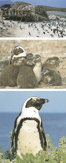 The African Penguin: A Natural History, by Phil Hockey. ISBN 1868725235 / ISBN 1-86872-523-5 7 ISBN 9781868725236 / ISBN 978-1-86872-523-6