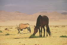 Ein Jahrhundert Wilde Pferde in Namibia.