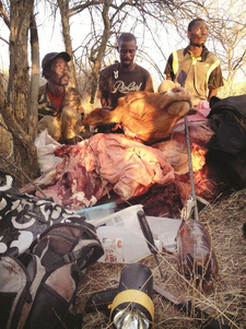 Namibia: Wilderer drohen Karibiber Farmern mit Mord. Drei gestellte Wilderer mit Ausrüstung, Hunden und Beute.