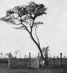 Grabstelle von Elisabeth Zander und ihrer Tochter auf Farm Otjite-Nord, Südwestafrika.