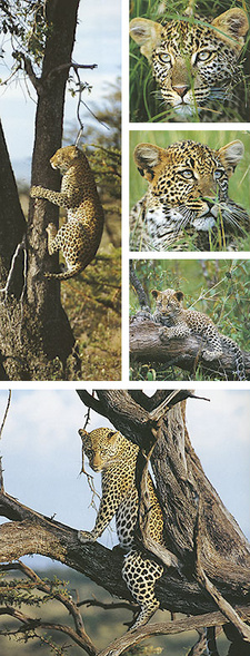 Leoparden: Die geheimnisvollen Katzen, von Fritz Pölking. ISBN 9783924044176 / ISBN 978-3-924044-17-6