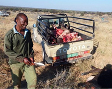 Namibia: Sechs Kaffernbüffel auf Wabi Lodge geschossen. Fleischteile werden als Proben für das Veterinäramt und das Umweltministerium verladen. Foto: Wabi-Lodge