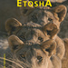 An Expert's Guide to Finding the Animals in Etosha, by Neil MacLeod and Nikos G. Petrou. Klaus Hess Publishing, 2nd edition. Göttingen, Germany / Windhoek, Namibia 2019. ISBN 9783933117854 / ISBN 978-3-933117-85-4 (Europe) / ISBN 9789991657370 / ISBN 978-99916-57-37-0 (Namibia)