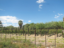 Die Farm Neuras verfügt über fünf artesische Quellen, die die ausreichende Bewässerung der Weinstöcke sicherstellt. Namibia: Eine Naukluft-Farm wartet auf Wüsten-Winzer.