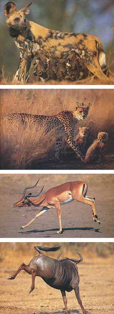 Kruger. Images of a Great African Park, by Michael Brett and Nigel Dennis.
