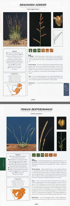 This is an excerpt from the book: Guide to Grasses of southern Africa, by Frits van Oudtshoorn. ISBN 9781920217358 / ISBN 978-1-920217-35-8