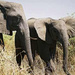 Das KAZA-Projekt: Ein Megapark für Elefanten. Aufbruch nach Angola, Filmreportage des hr.