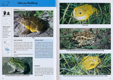 Excerpt from the guide Common Amphibians and Reptiles of Botswana (Clauss, Gamsberg Macmillan, ISBN 9991603964)