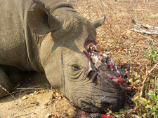 Profi-Wilderer haben Namibia im Griff. Foto: Save the Rhino International