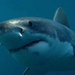 Unter weißen Haien: Die Allee der Haie vor Südafrika: Film-Dokumentation von 3sat.