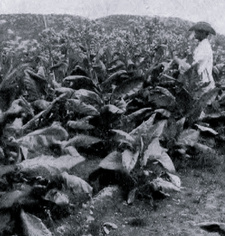 Neues vom Tabakanbau in Südwestafrika (1910): Tabakfeld mit erntereifen Tabakstauden.