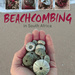 Beachcombing in South Africa, written by Rudy van der Elst. Penguin Random House South Africa, Struik Nature. Cape Town, South Africa 2019. ISBN 9781775845713 / ISBN 978-1-77584-571-3