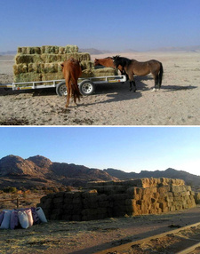 Als Futter für Namibias hungernde Wilde Pferde, hat Österreichs Honorarkonsul Josef Vitus Schubert 800 Ballen Heu an die Namibia Wild Horses Foundation (NWHF) gespendet, die sich für den Erhalt der namibischen Wildpferde einsetzt. Fotos: NWHF