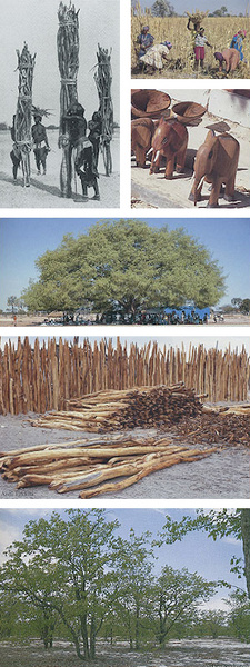 Forestry in Namibia 1850-1990. ISBN 9517080107 / ISBN 951-708-010-7