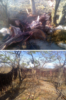 Dulden Behörden Namibias Viehdiebstahl bei Farmern? Foto: Diethelm Redecker