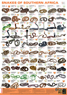 Overview of snakes you might encounter in Southern Africa. From Johan Marais's guide Snakes & snakebite in Southern Africa.