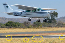 Wildlife and Aircraft Research Namibia Project (WARN-P) untersucht Zusammenstöße zwischen Vögeln und Flugzeugen. Foto: Kronenkibize an einem Rollfeld auf dem Eros-Flughafen in Windhoek.