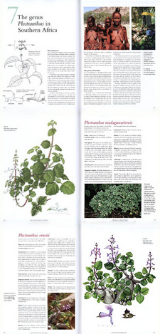 Images from The southern African Plectranthus, by Ernst van Jaarsveld. Fernwood Press. Cape Town, South Africa 2006. ISBN 1874950806 / ISBN 1-874950-80-6