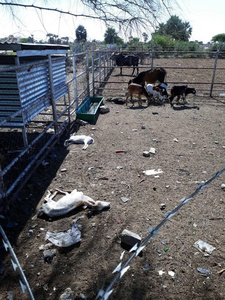 Die Society for the Prevention of Cruelty to Animals (SPCA) in Namibia prangert institutionelle Tierquälerei in Ondangwa an. Die Kommune Ondangwa läßt nicht abgeholte Tiere einfach verhungern. Foto: Wilmarie Horn