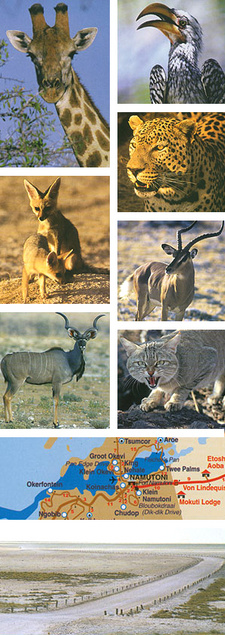 This is a collage of images from Etosha National Park. Guidebook to the Waterholes and Animals, by Amy Schoeman.