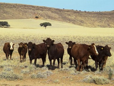 Landreform in Namibia: Präsident Hage Geingob richtet Andeutungen, Appelle, Drohszenarien und Anmerkungen zur Landenteignung an weiße Farmer. Ausländische Investoren sucht er zu beruhigen.