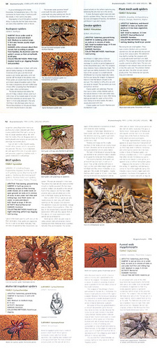 Filmer's spiders. An identification guide for southern Africa (A look inside)