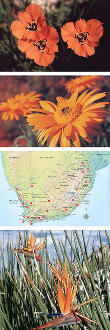 Wild Flowers of South Africa, by John Manning and Colin Paterson-Jones. Randomhouse Struik. Cape Town, South Africa 2006. ISBN 9781770074279 / ISBN 978-1-77007-427-9