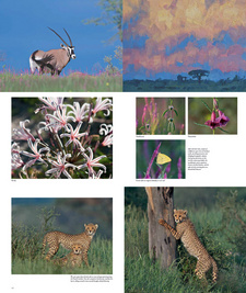 Kalahari Summer in photographs and oil: Robert Grogan. ISBN 9781920572921 / ISBN 978-1-920572-92-1