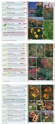 Images from Field Guide to Wild Flowers of South Africa, by John Manning. ISBN 9781775846765 / ISBN 978-1-77584-676-5