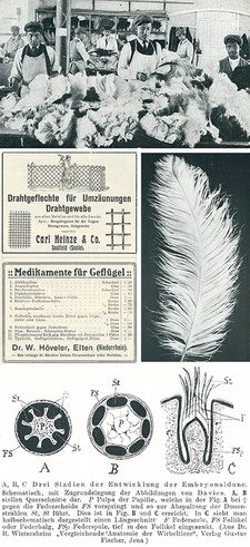 Bildauszug aus dem Buch 'Der Strauß und seine Zucht' (Süsserotts Kolonialbibliothek, Band 23), von Wilhelm Bassermann.