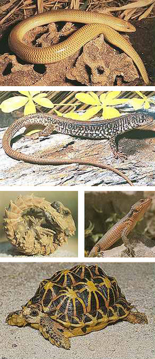 Field guide to snakes and other reptiles of Southern Afrika, by Bill Branch