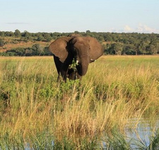 Botswana plant die Aufhebung des Elefantenjagdverbotes für 2019.