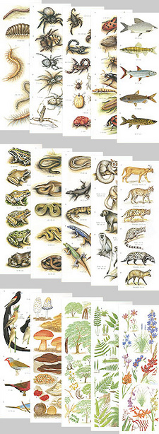Illustrationsbeispiele aus den verschiedenen Kapitel des Fauna und Flora im südlichen Afrika: Ein Handbuch für die Tier- und Pflanzenwelt der Region.