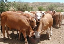 Namibia lockert das Importverbot von Fleisch südafrikanischer Herkunft.